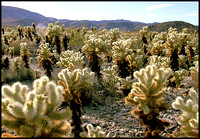 jan 1 - chollas, joshua tree national park, california