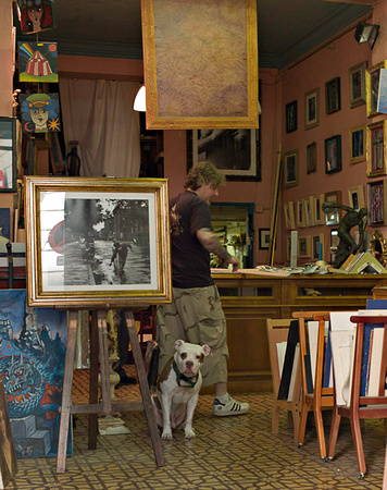 dog inside gallery
