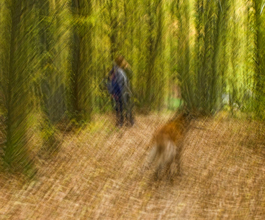 forest with woman and dog