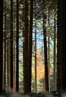 through the forest (hdr)