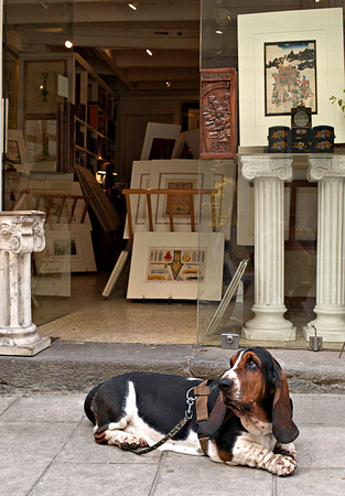 dog outside gallery